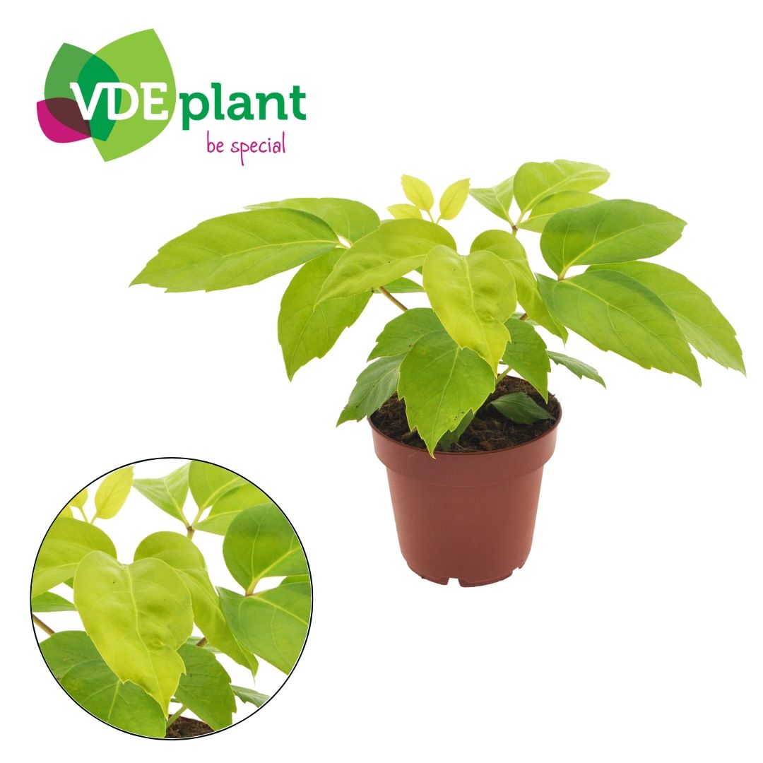 Schefflera actinophylla 30cm 12cm Pot