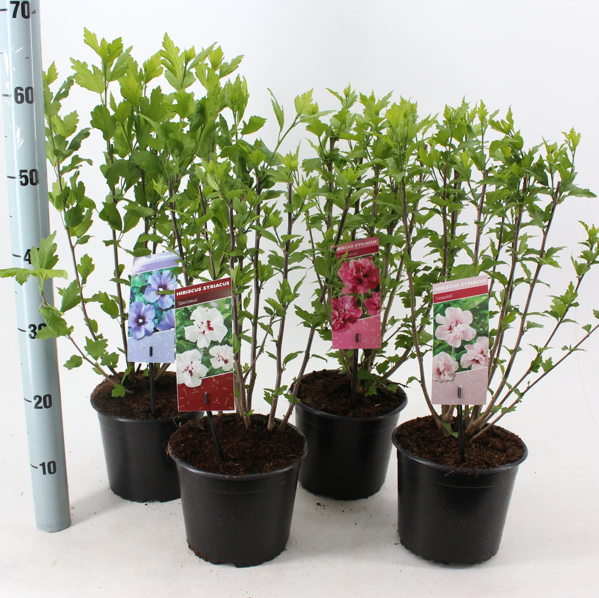 Hibiscus syriacus mix 40cm 19cm Pot