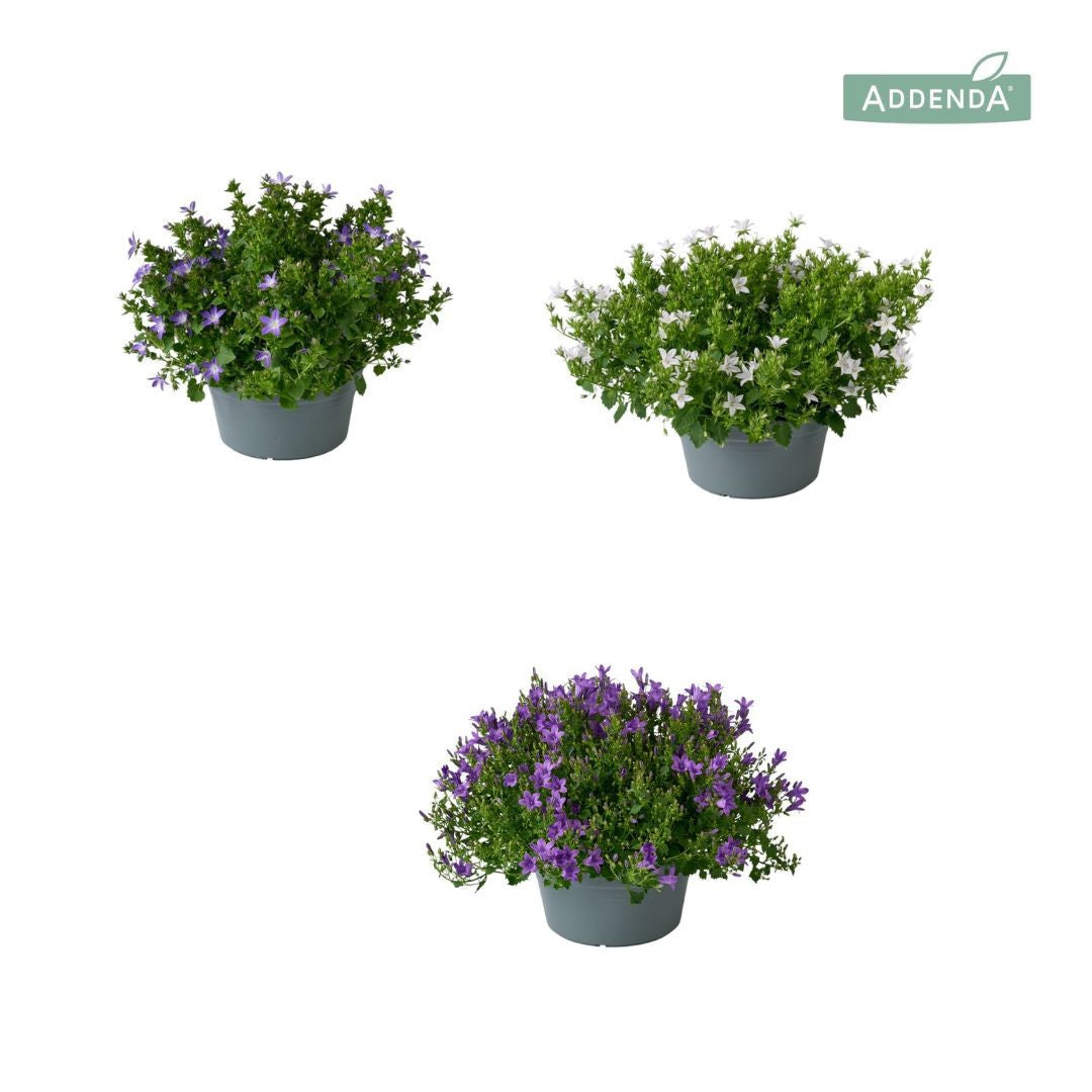 Campanula Ambella mix 35cm 20cm Pot