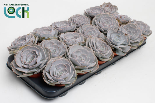 Echeveria runyonii 10cm Special Pot (508)