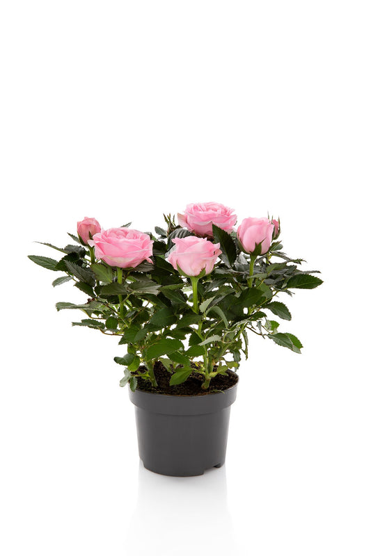 Rosa Kordana Grande Adele 25cm 510cm Pot