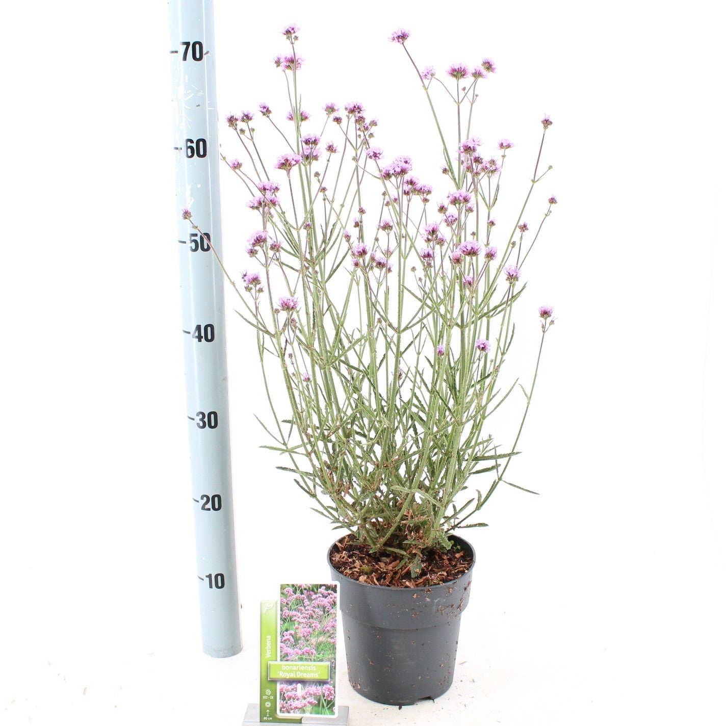 Verbena bon. Royal Dreams 75cm 17cm Pot