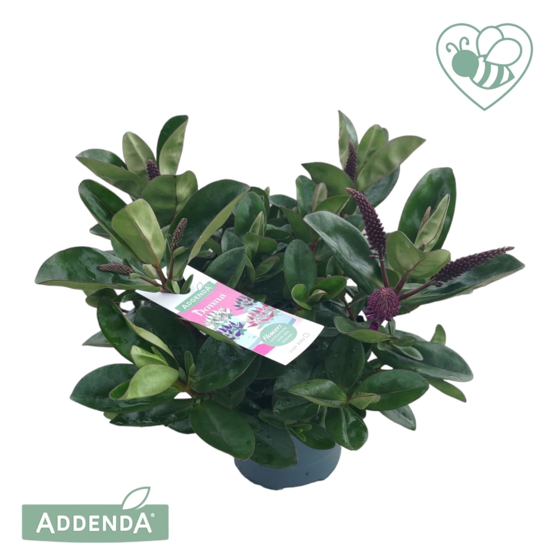Hebe Addenda mix 30cm 12cm Pot