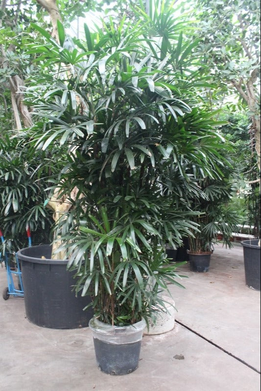 Rhapis excelsa 300cm 55cm Pot