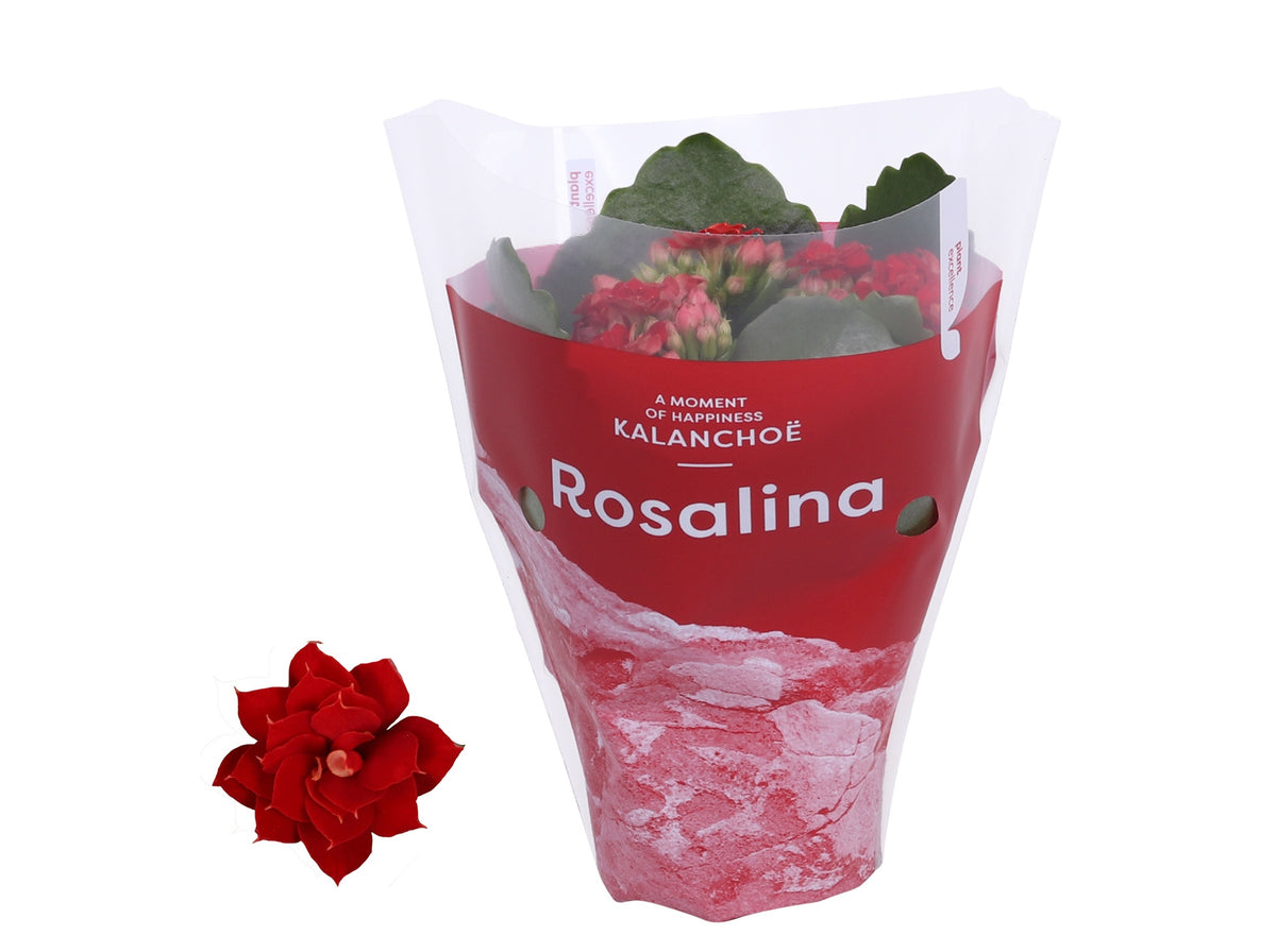 KP Holland Centraal Kalanchoe Rosalina Don Justino Pack of 16