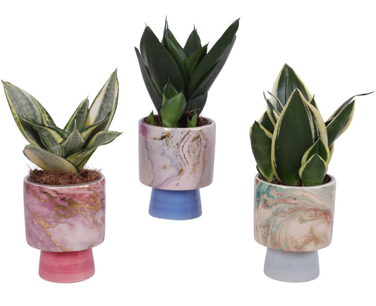 Sansevieria trifasciata 25cm 10cm Pot