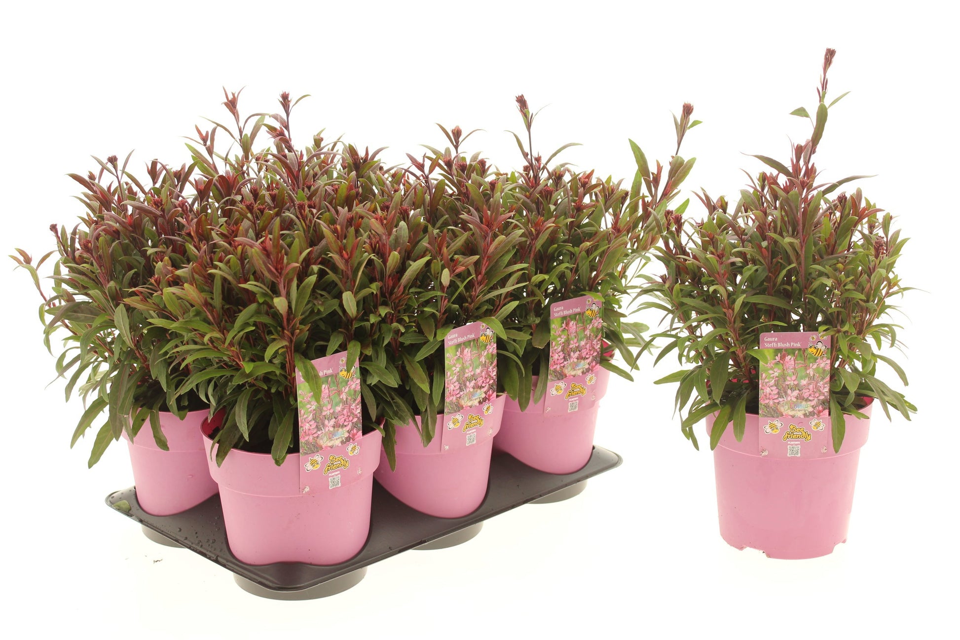 Gaura Steffi Dark Rose 15cm 15cm Pot