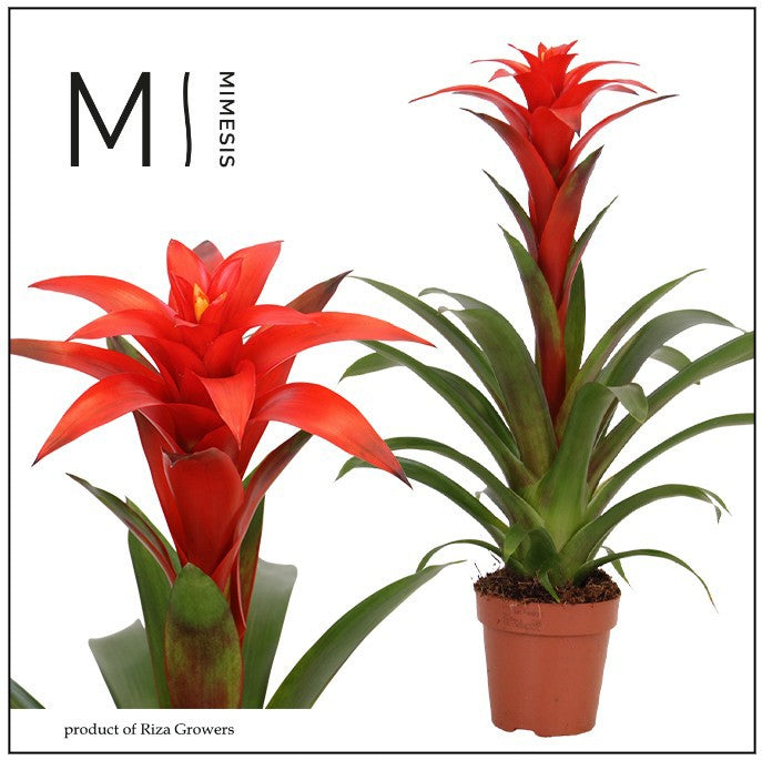Guzmania Calypso 48cm 12cm Pot