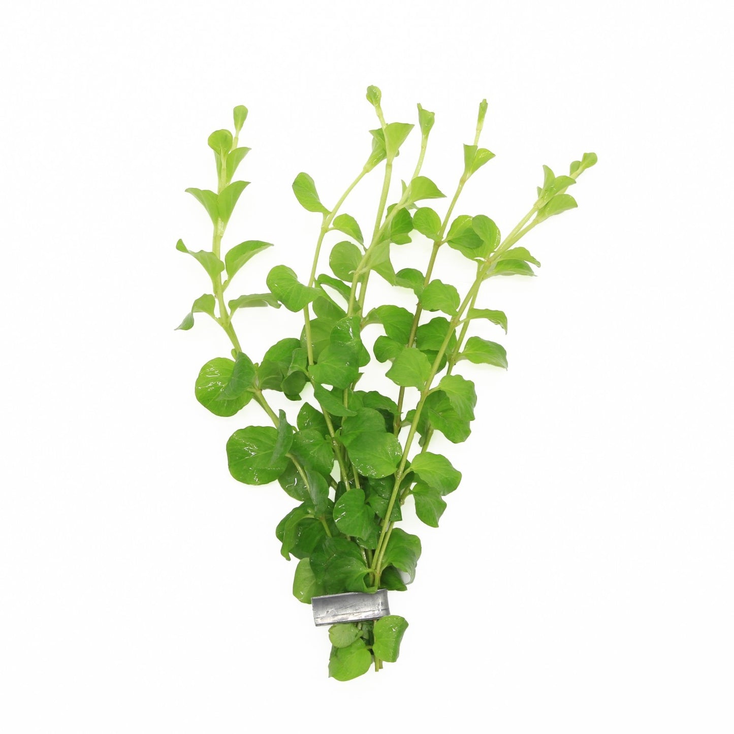 Waterplkw R. Moerings Lysimachia hybrid Pack of 10