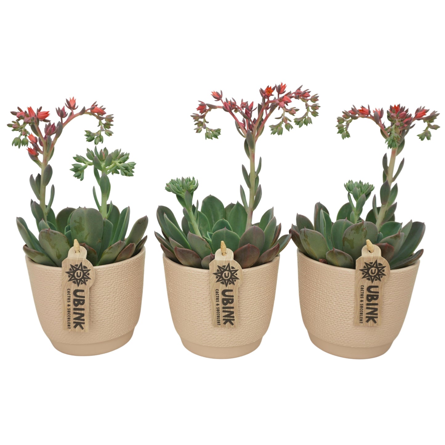 Echeveria Blue Prince 20cm 510cm Pot