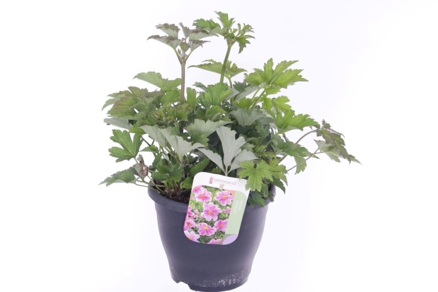 Anemone hupehensis 75cm 23cm Pot