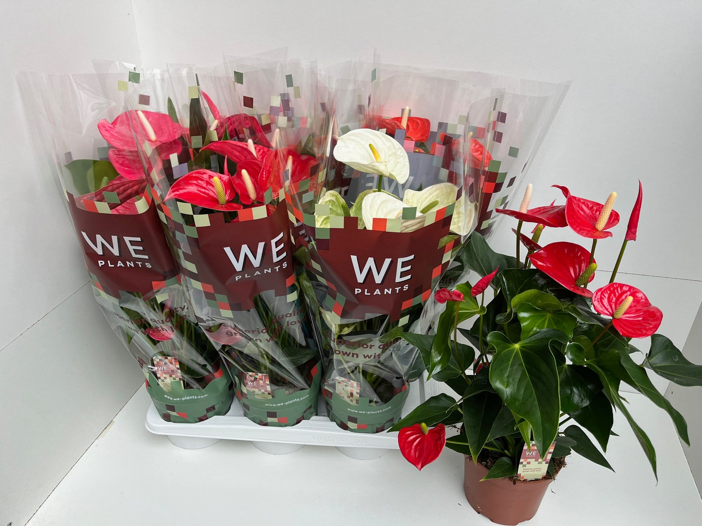 Anthurium mix 58cm 17cm Pot