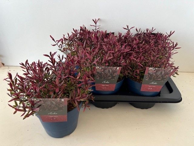 Hebe True Love 28cm 17cm Pot