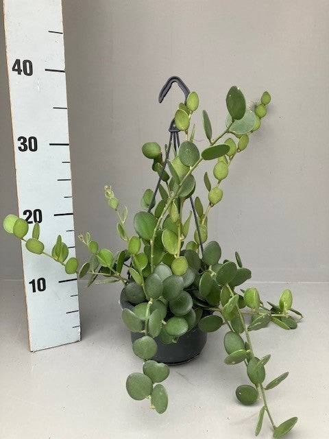Succulent mix 40cm 14cm Pot