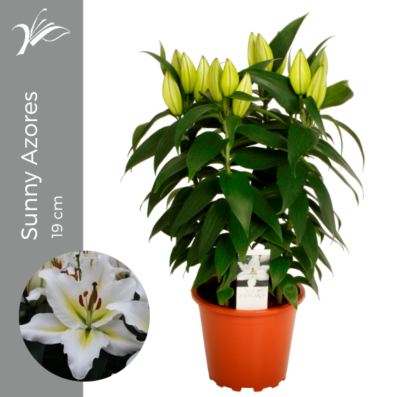 Wetering Potlilium BV Lilium Sunny Azores Pack of 1