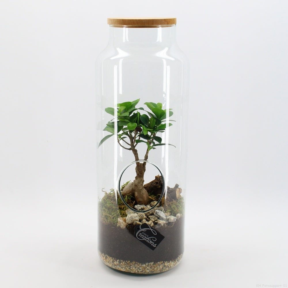 GRCR-2612 Green Essentials terrarium 50cm 19cm Pot