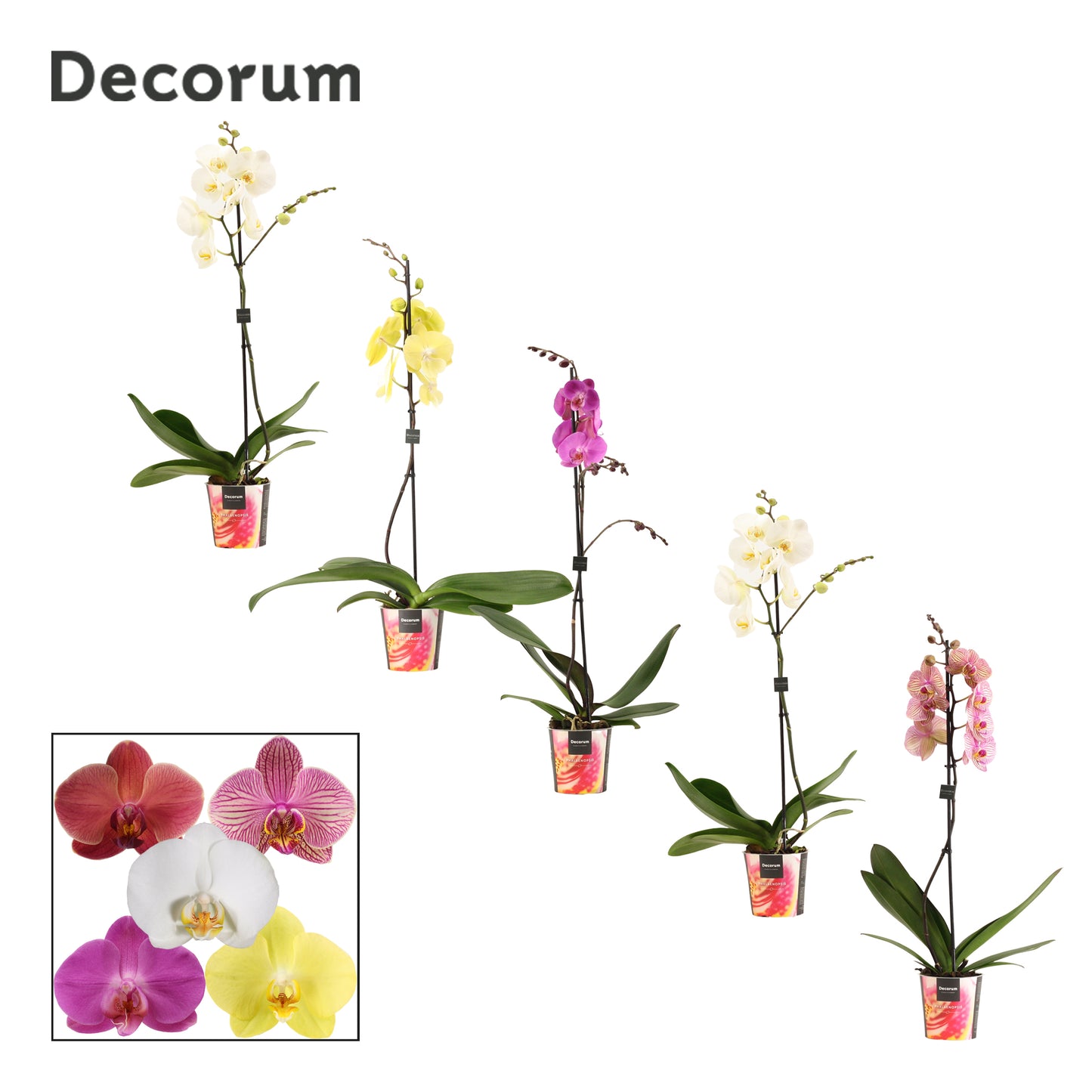 Phalaenopsis mix 75cm 12cm Pot