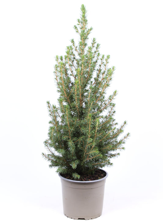 Picea glauca Conica 50cm 17cm Pot