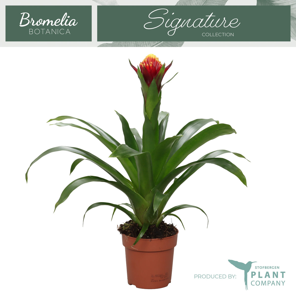 Guzmania 45cm 12cm Pot