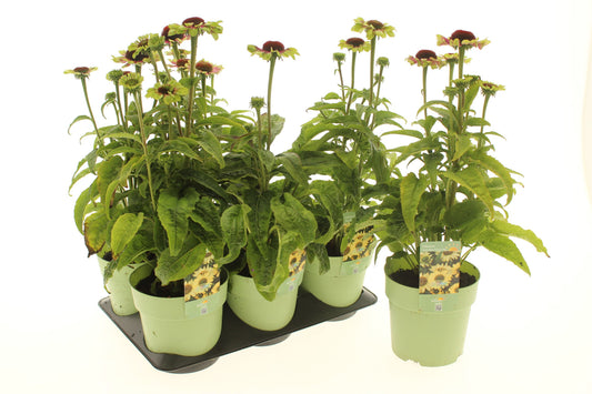 Echinacea purpurea 15cm 15cm Pot