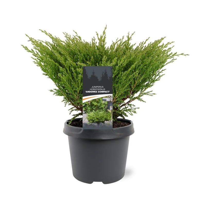 Bremmer Boomkwekerijen Juniperus Andorra Compact Pack of 1