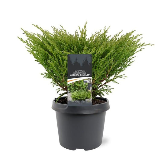 Bremmer Boomkwekerijen Juniperus Andorra Compact Pack of 1
