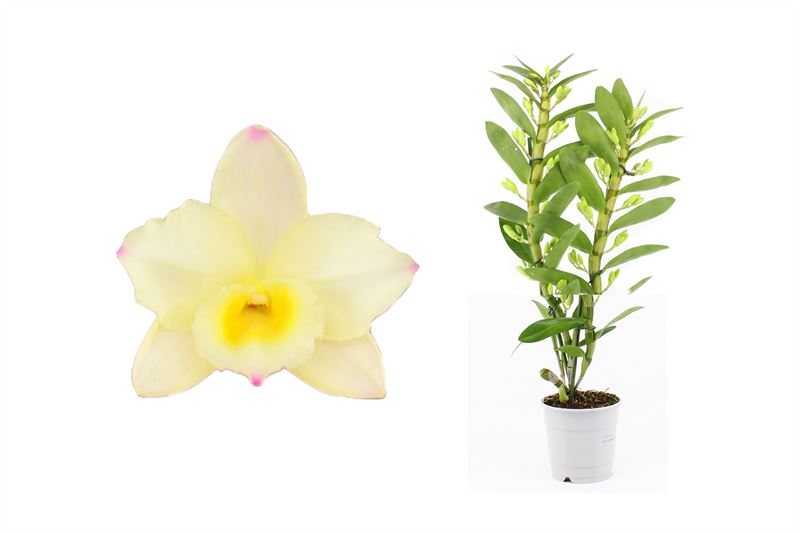 Dendrobium nob. yellow 50cm 12cm Pot