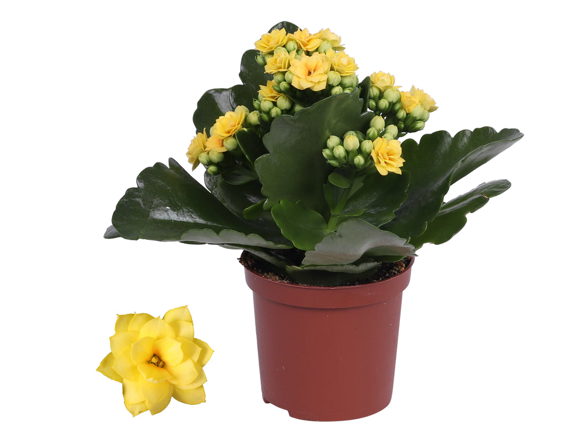 Kalanchoe Rosalina Don Amarillo 15cm 7cm Pot