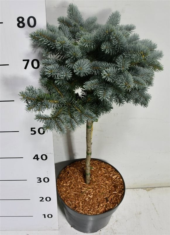 Picea pun. Glauca Globosa 80cm 26cm Pot