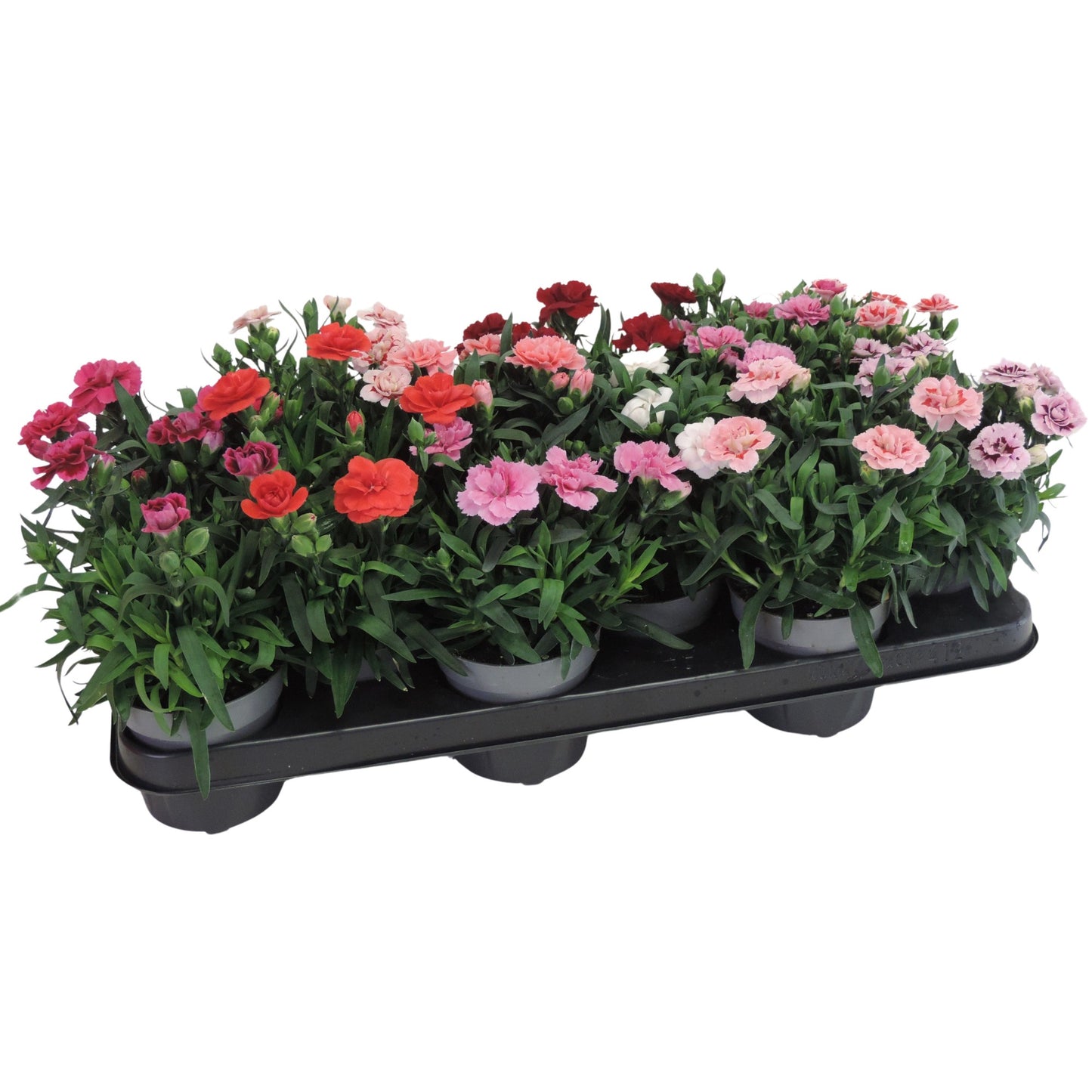 Dianthus Oscar mix 20cm 10.5cm Pot