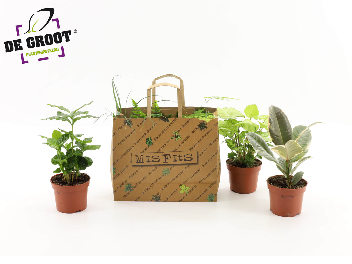 Foliage houseplants mix 35cm 12cm Pot