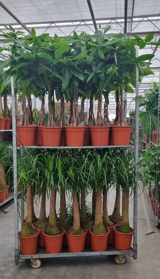 Foliage houseplants mix 85cm 24cm Pot
