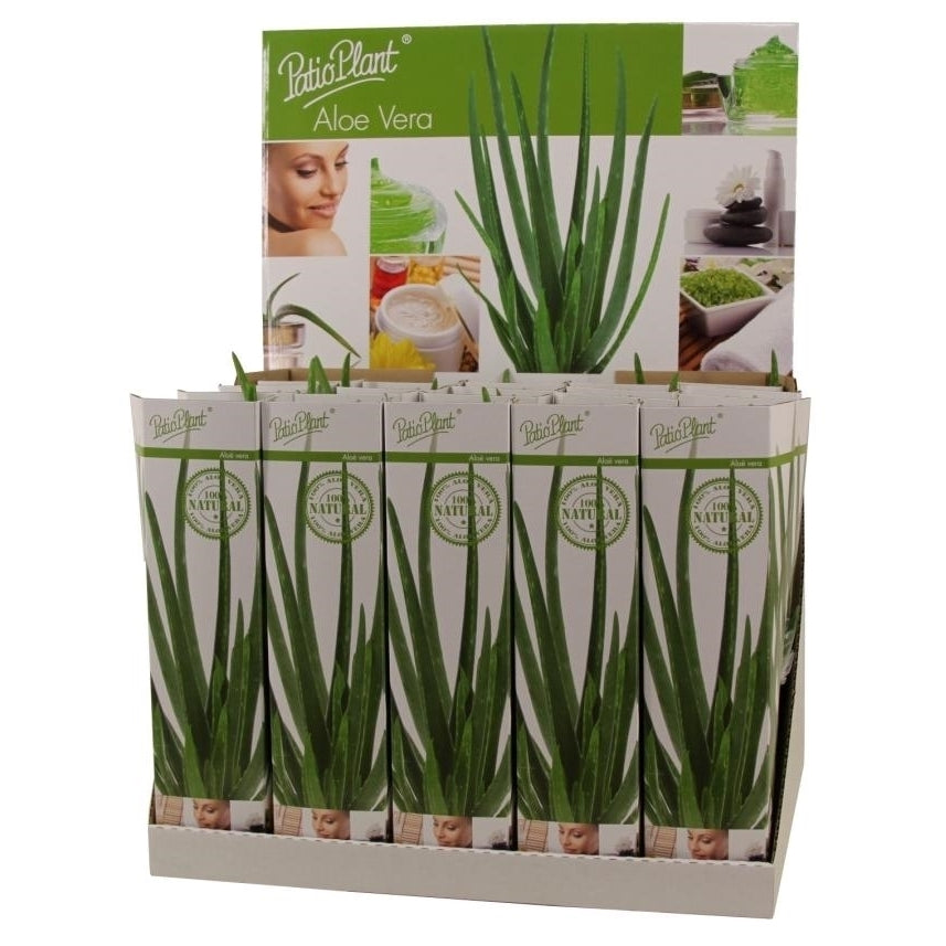 Valk BV Patioplant Aloe vera Pack of 20