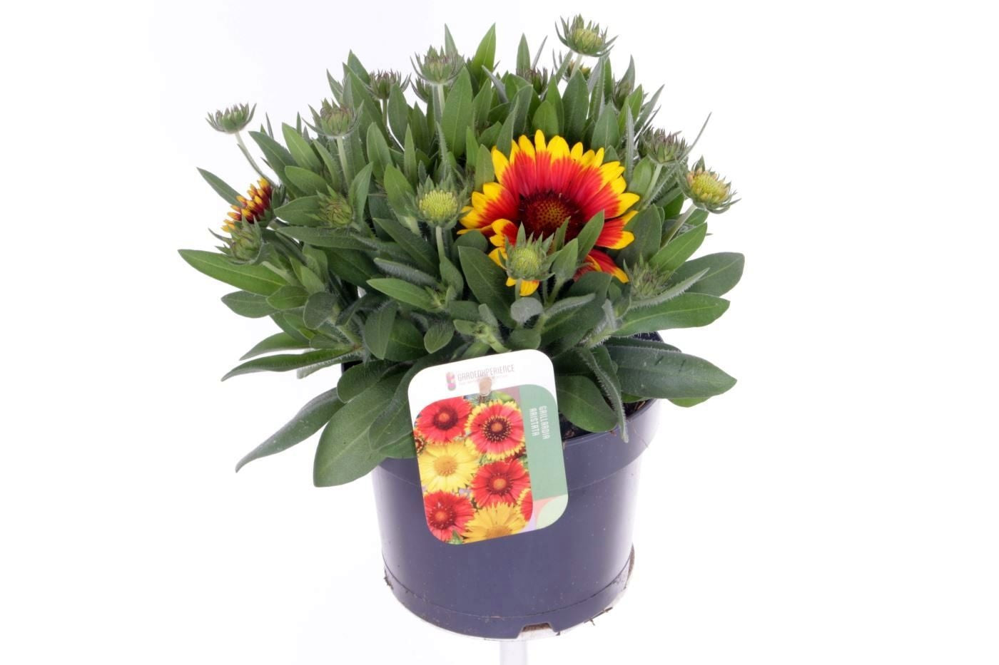 Gaillardia Arizona Sun 30cm 17cm Pot
