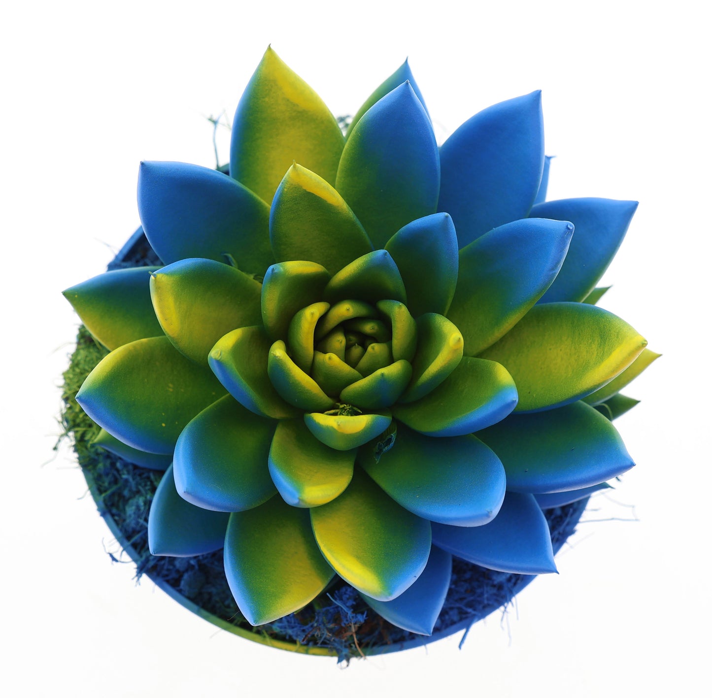 Euro Cactus Holland Bv Rainbow Sweden Pack of 6