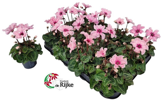 Cyclamen Illusia 15cm 7cm Pot