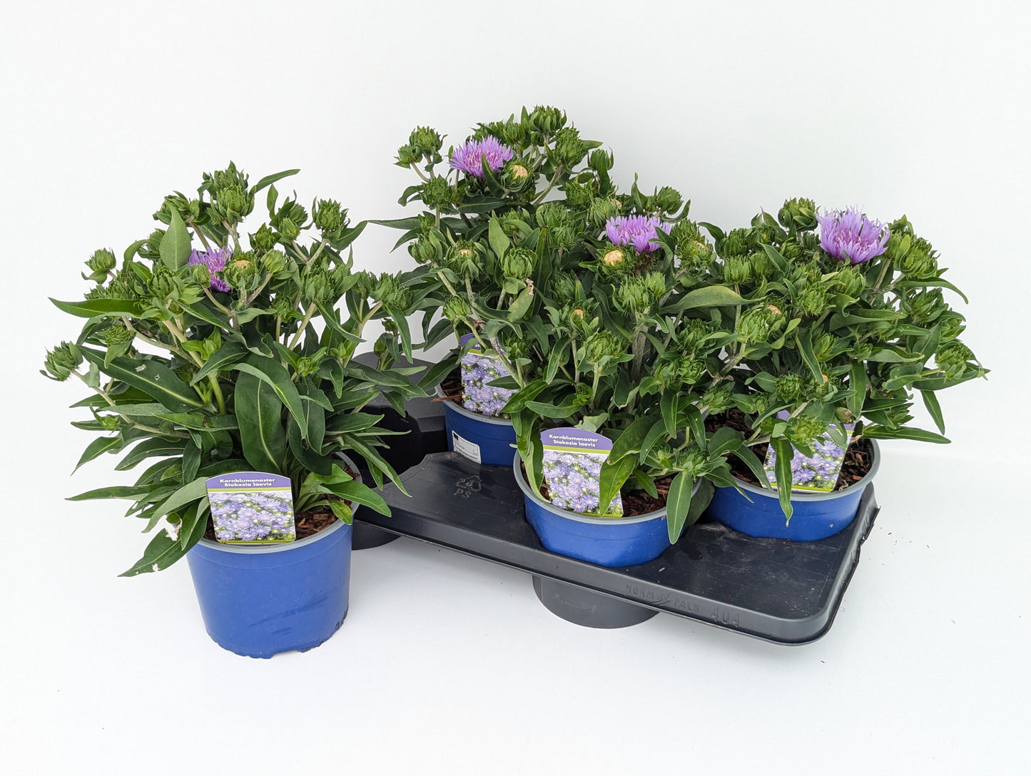 Stokesia laevis 45cm 17cm Pot