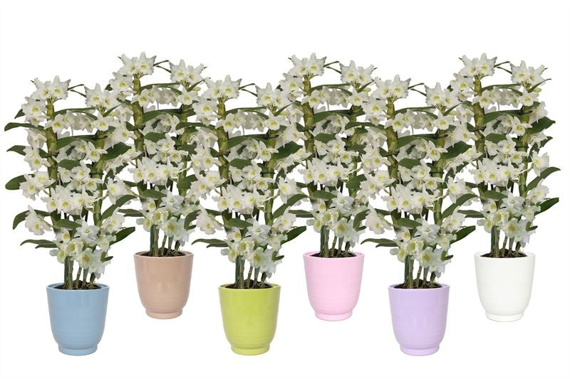 Dendrobium Apollon 50cm 12cm Pot