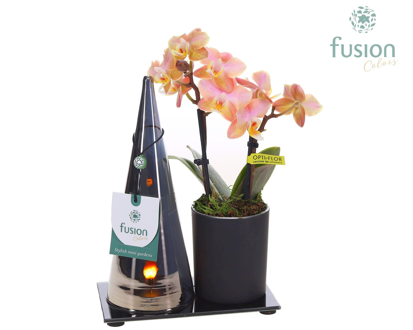 Fusioncolors BV Glas LED Duo met Phalaenopsis Pack of 6