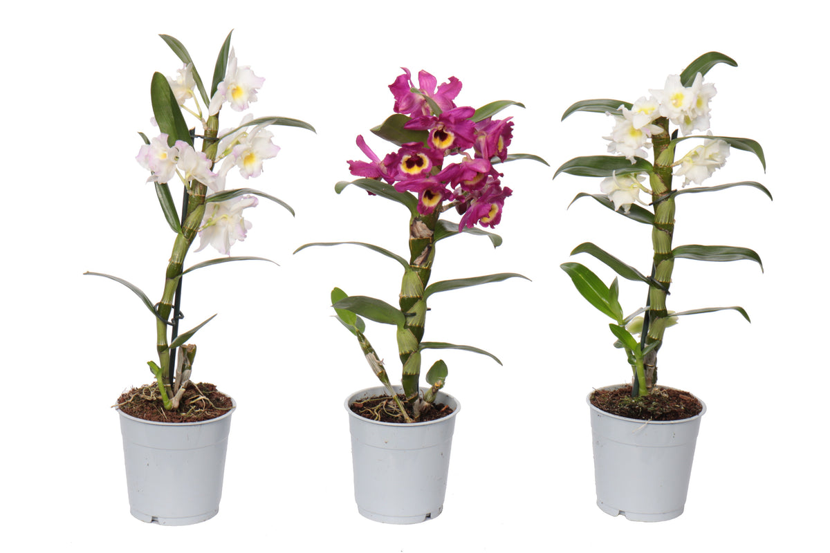 Dendrobium nobile 30cm 12cm Pot