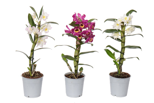 Dendrobium nobile 30cm 12cm Pot