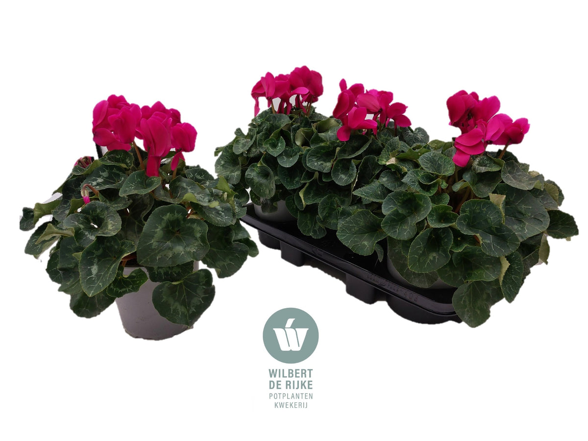 Cyclamen Mammoth 35cm 17cm Pot