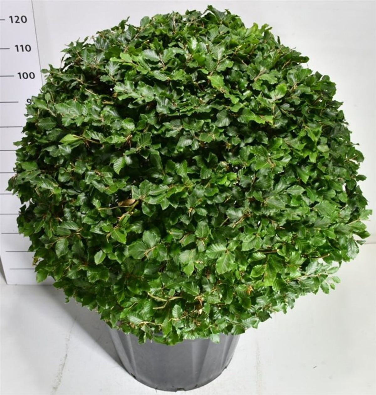 Fagus sylvatica 140cm 65cm Pot