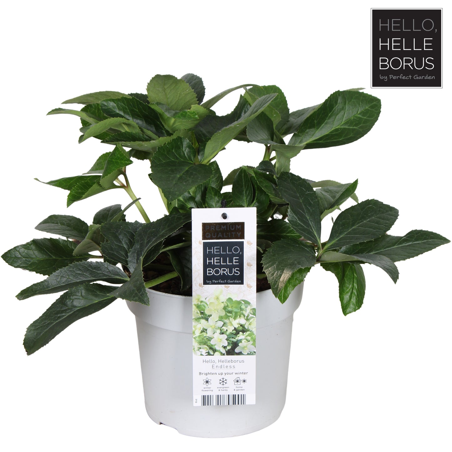 Helleborus niger 38cm 19cm Pot
