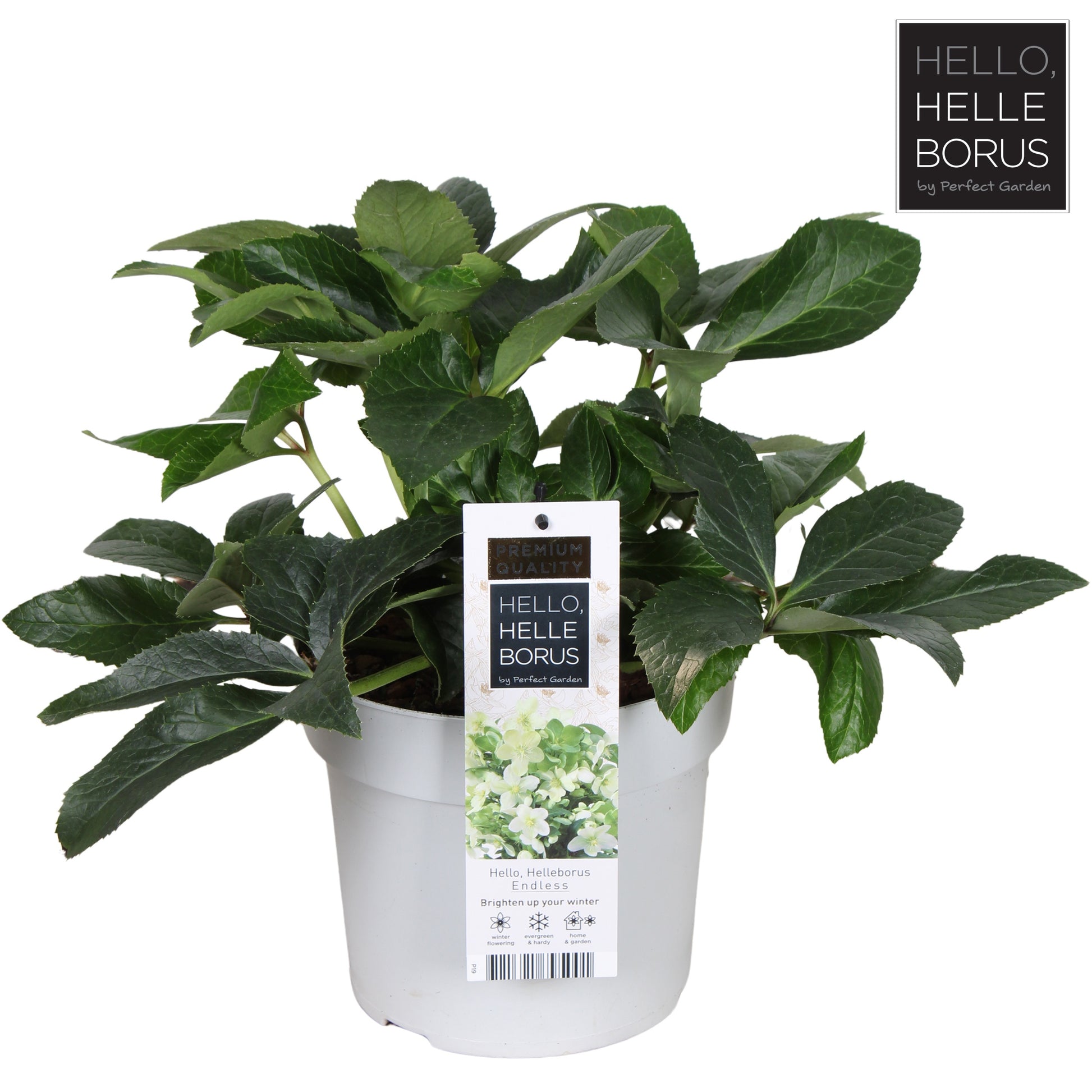 Helleborus niger 38cm 19cm Pot