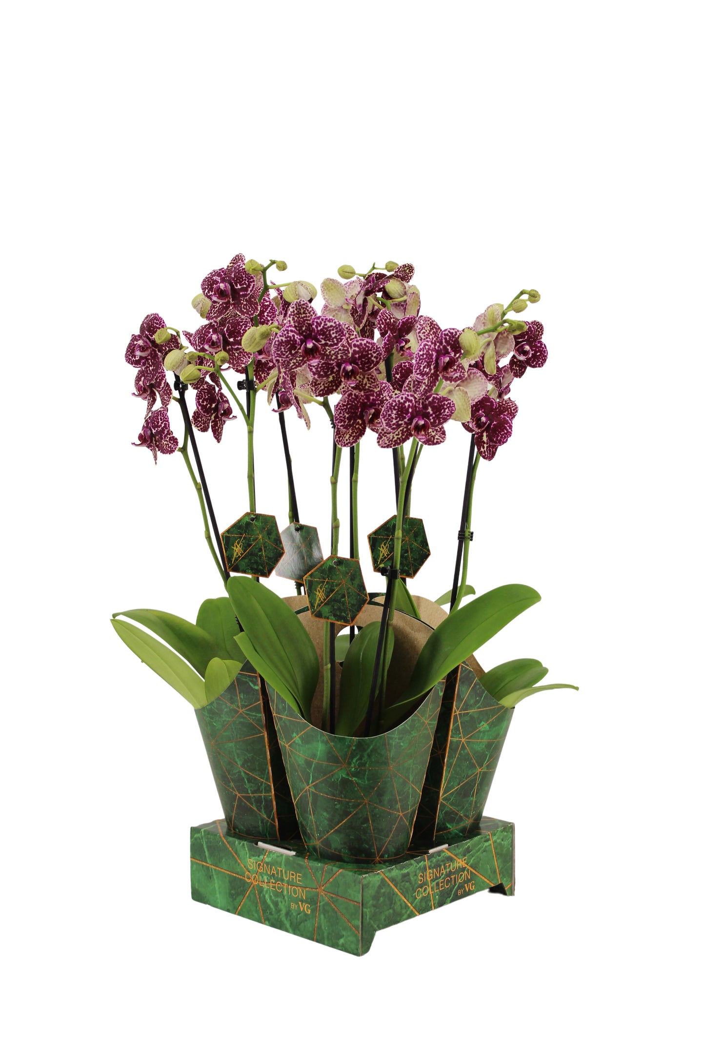 VG Orchids Phalaenopsis Wildcat Pack of 4