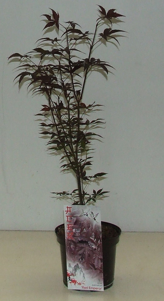 Acer Red Emperor 60cm 19cm Pot