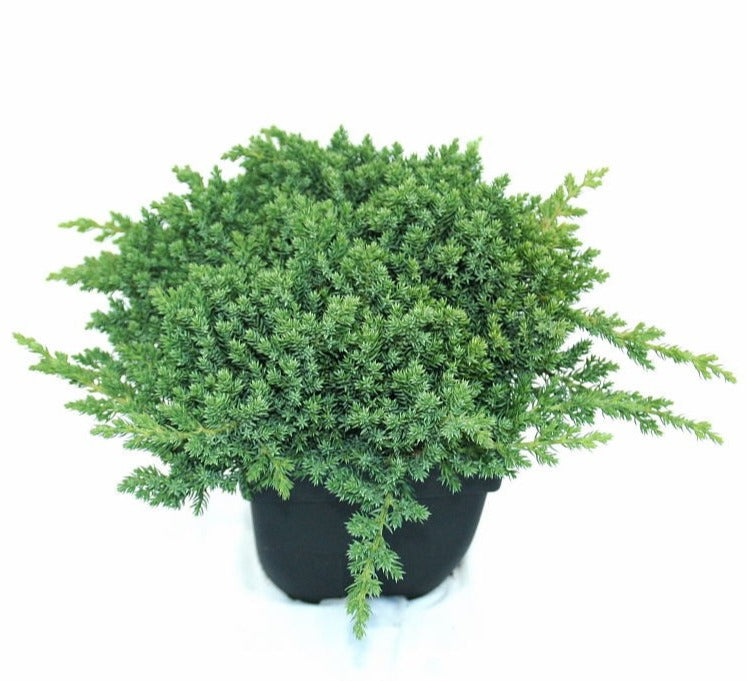 Juniperus procumbens Nana 30cm 17cm Pot