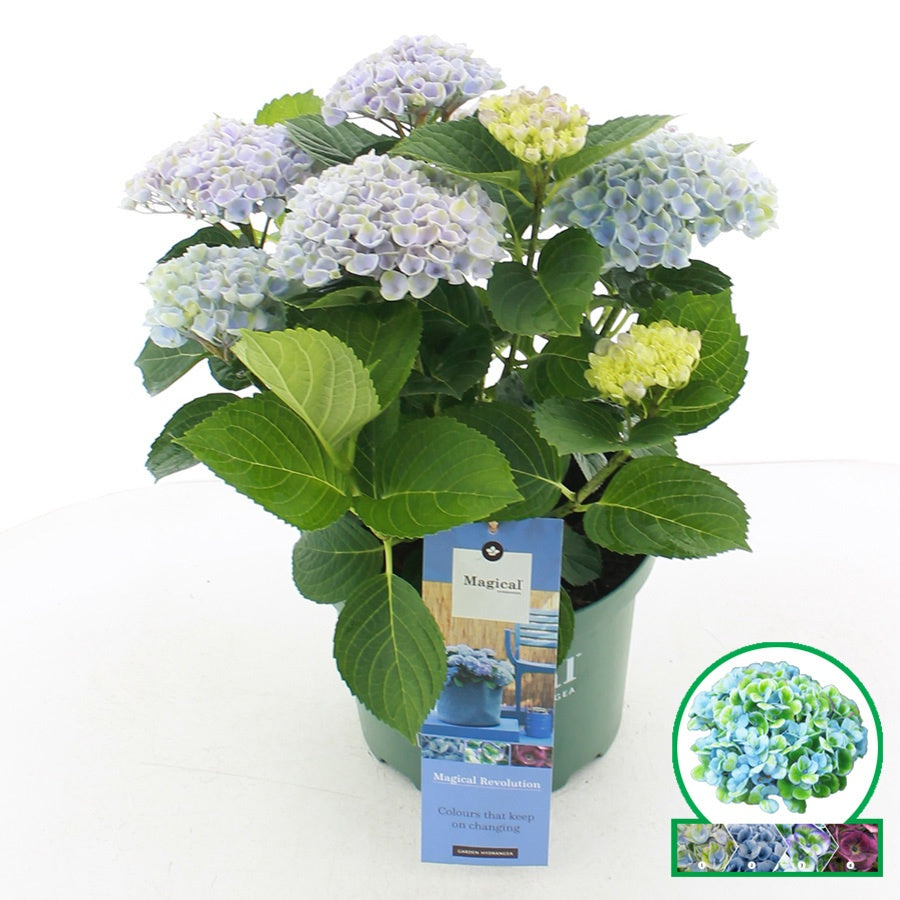 Hydrangea macrophylla Magical Revolution 45cm 23cm Pot