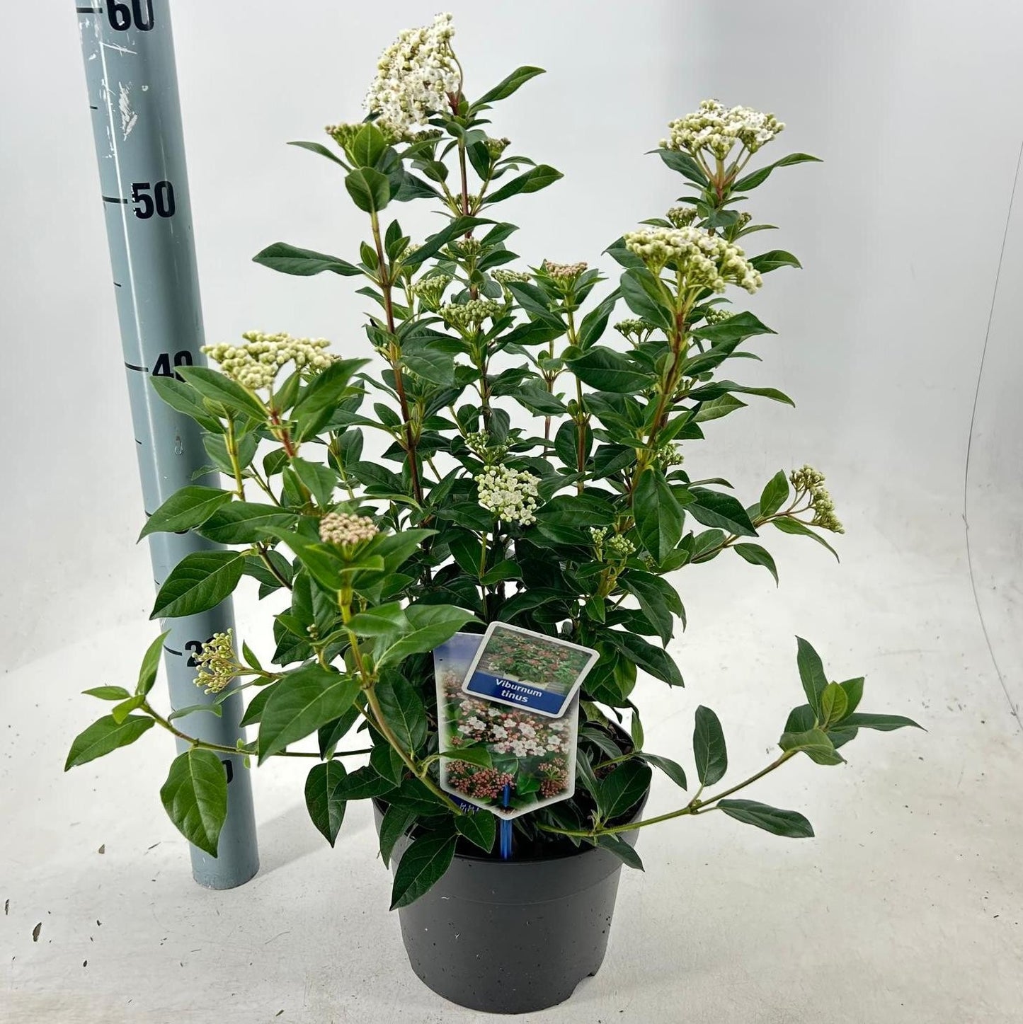 Viburnum tinus 50cm 19cm Pot